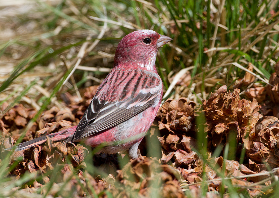 Чечевица сибирская (Carpodacus roseus)
Keywords: Чечевица сибирская Carpodacus roseus altay2012