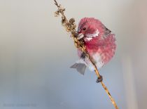 IMG_5582.jpg