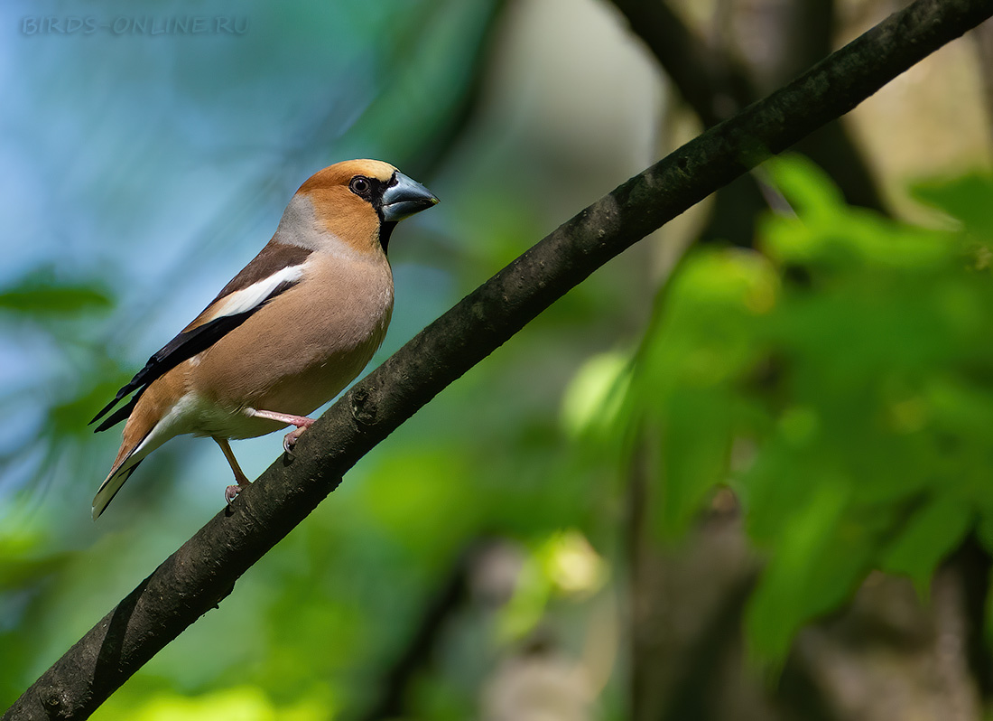Дубонос обыкновенный Coccothraustes coccothraustes
 
 Click to view full size image