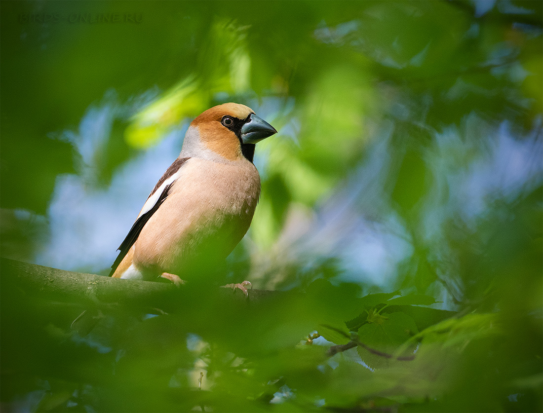Дубонос обыкновенный Coccothraustes coccothraustes best
 
 Click to view full size image