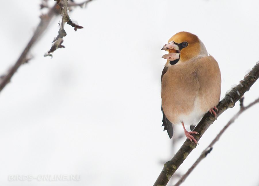 Дубонос обыкновенный (Coccothraustes coccothraustes)
Keywords: Дубонос обыкновенный Coccothraustes coccothraustes