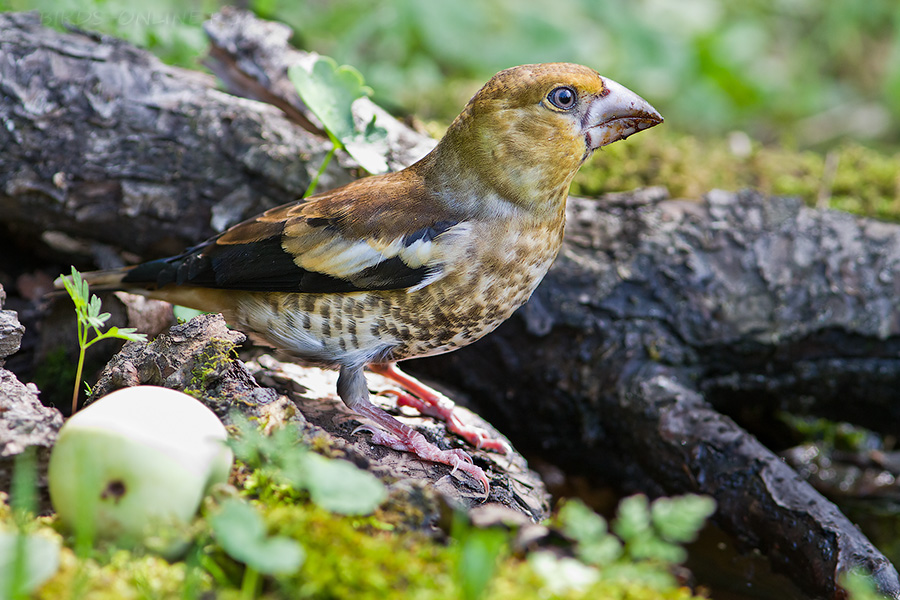 Дубонос обыкновенный (Coccothraustes coccothraustes)
молодая птица
Keywords: Дубонос Coccothraustes coccothraustes