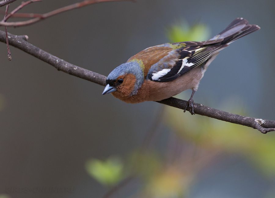 Зяблик (Fringilla coelebs)
Keywords: Зяблик Fringilla coelebs