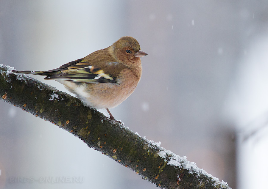 Зяблик (Fringilla coelebs)
Keywords: Зяблик Fringilla coelebs