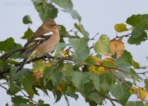 Зяблик Fringilla coelebs
Filename=8Z2A6877.jpg
Filesize=283KB
Dimensions=900x651
Date added=Sep 20, 2016 8Z2A6877.jpg