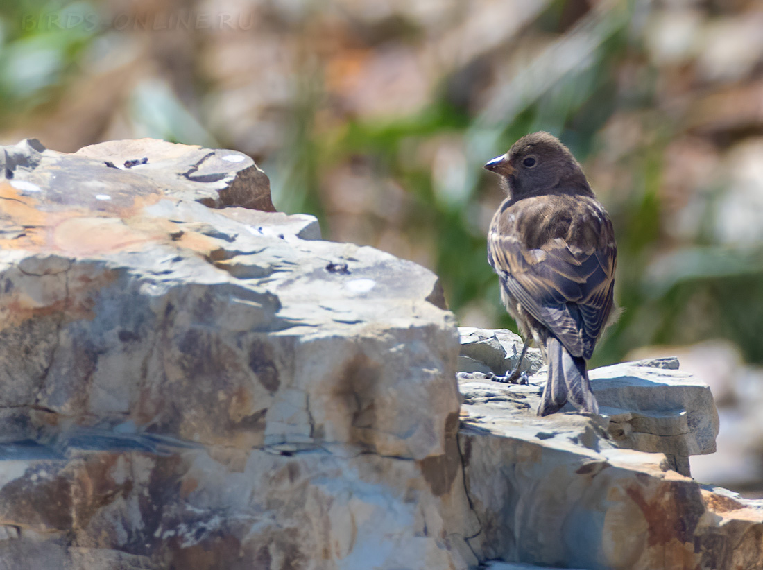 Командорский американский вьюрок (Leucosticte tephrocotis maxima)
Keywords: Командорский американский вьюрок Leucosticte tephrocotis maxima kamchatka2022