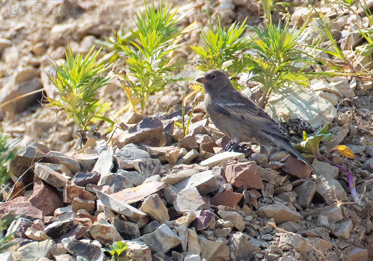 Командорский американский вьюрок Leucosticte tephrocotis maxima kamchatka2022
 
 Click to view full size image