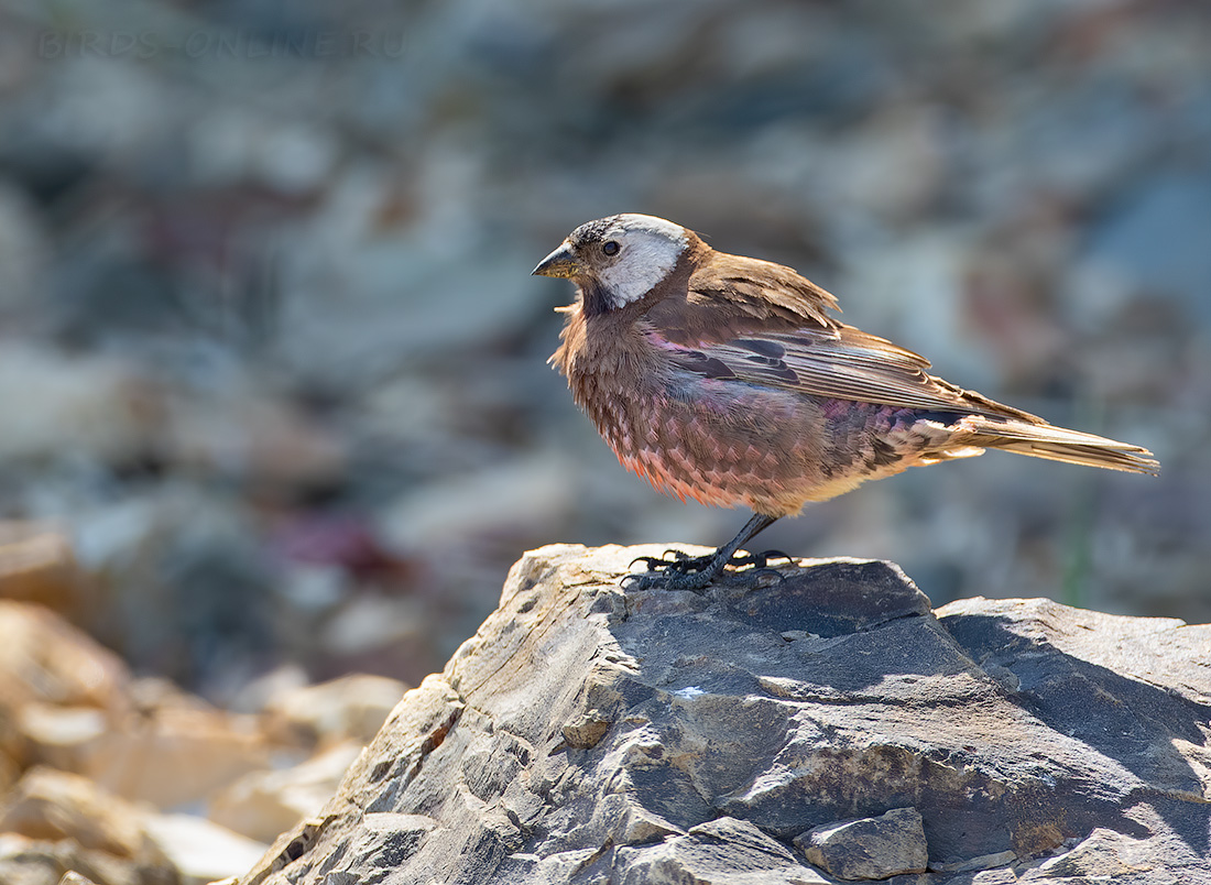 Командорский американский вьюрок Leucosticte tephrocotis maxima kamchatka2022
 
 Click to view full size image