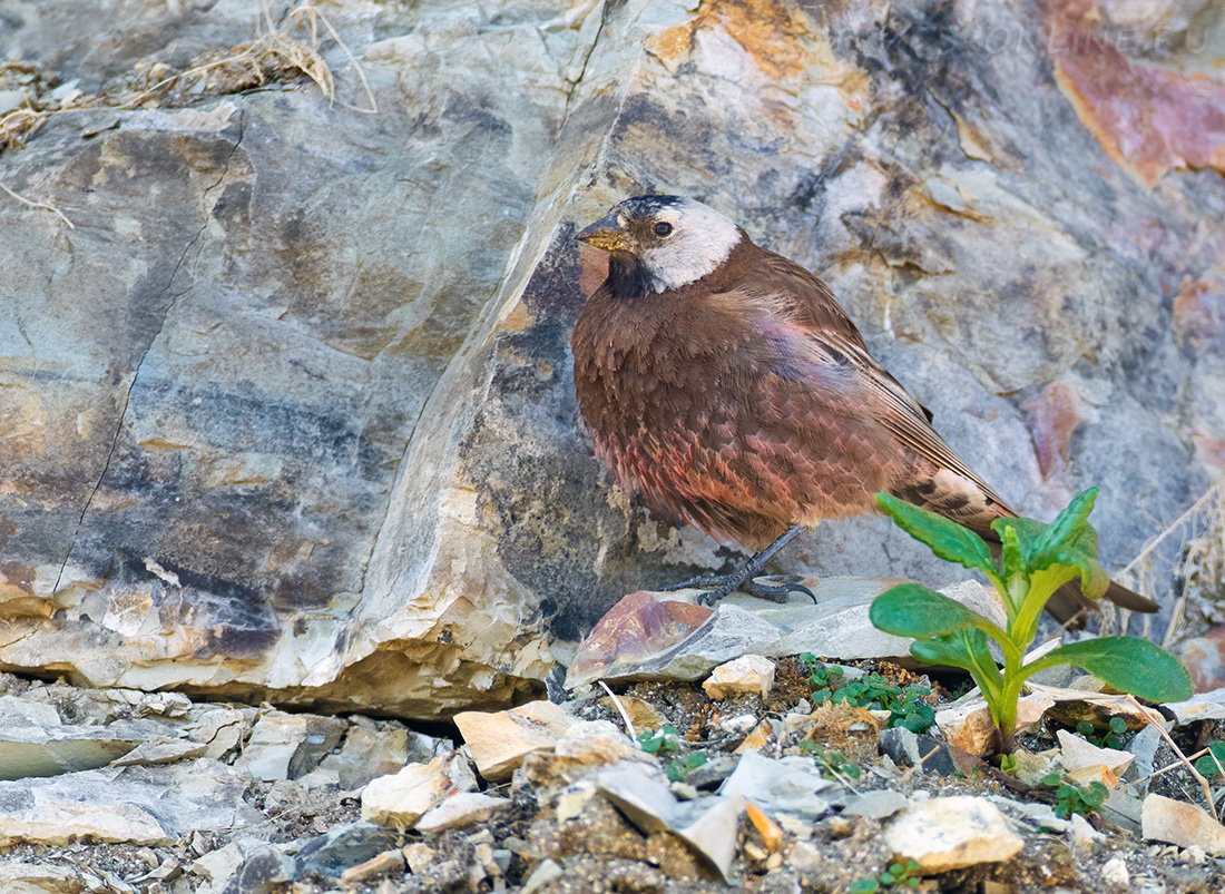 Командорский американский вьюрок Leucosticte tephrocotis maxima kamchatka2022
 
 Click to view full size image