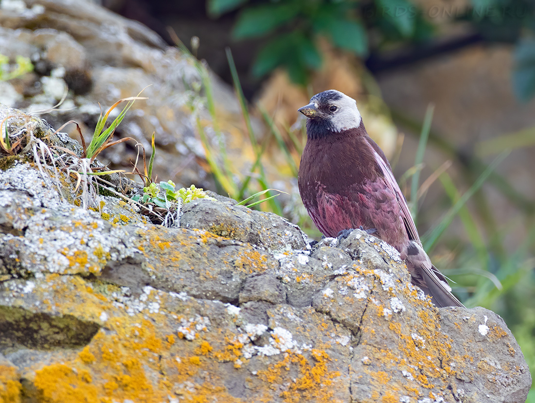 Командорский американский вьюрок (Leucosticte tephrocotis maxima)
Keywords: Командорский американский вьюрок Leucosticte tephrocotis maxima kamchatka2022