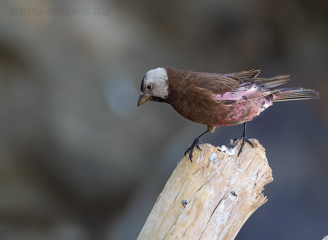 Командорский американский вьюрок Leucosticte tephrocotis maxima kamchatka2022
 
 Click to view full size image