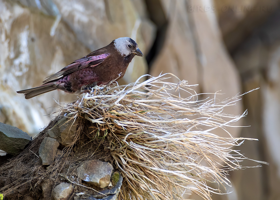 Командорский американский вьюрок (Leucosticte tephrocotis maxima)
Keywords: Командорский американский вьюрок Leucosticte tephrocotis maxima kamchatka2022