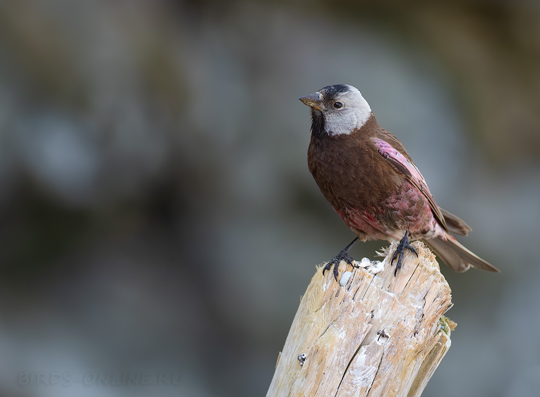 Командорский американский вьюрок Leucosticte tephrocotis maxima kamchatka2022
 
 Click to view full size image