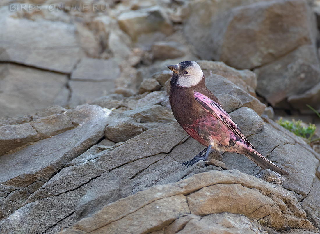 Командорский американский вьюрок Leucosticte tephrocotis maxima kamchatka2022
 
 Click to view full size image