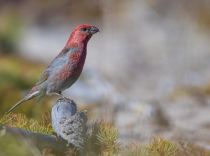 Щур Pinicola enucleator sakhalin2017
Filename=8Z2A2830.jpg
Filesize=159KB
Dimensions=900x669
Date added=Feb 01, 2018 8Z2A2830.jpg