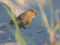 Щур Pinicola enucleator sakhalin2017
Filename=8Z2A3019.jpg
Filesize=157KB
Dimensions=900x669
Date added=Feb 01, 2018 8Z2A3019.jpg