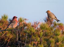 Щур Pinicola enucleator sakhalin2017
Filename=8Z2A3030.jpg
Filesize=329KB
Dimensions=900x666
Date added=Feb 01, 2018 8Z2A3030.jpg