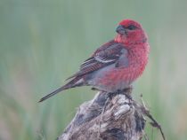 Щур Pinicola enucleator sakhalin2017
Filename=8Z2A4086.jpg
Filesize=160KB
Dimensions=900x679
Date added=Feb 01, 2018 8Z2A4086.jpg