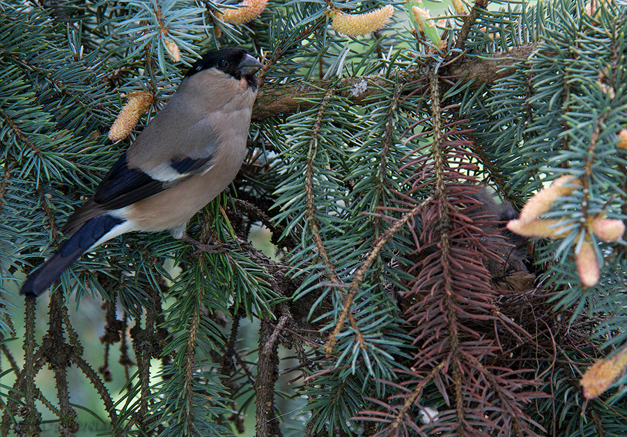 Снегирь (Pyrrhula pyrrhula)
Keywords: Снегирь Pyrrhula pyrrhula