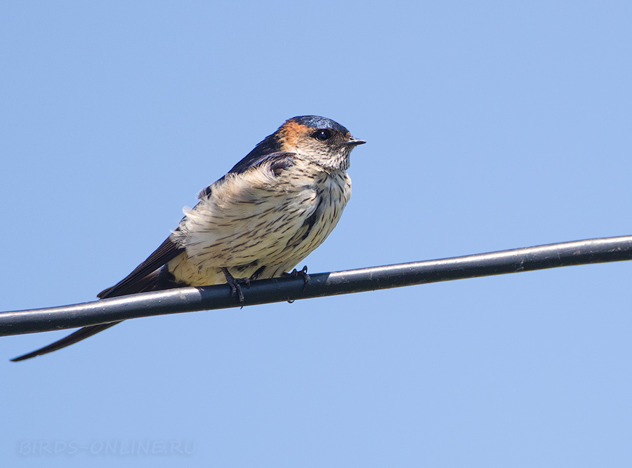 Ласточка рыжепоясничная (Hirundo daurica)
Hirundo daurica japonica (Temminck & Schlegel, 1845
Keywords: Ласточка рыжепоясничная Hirundo daurica primorye2016