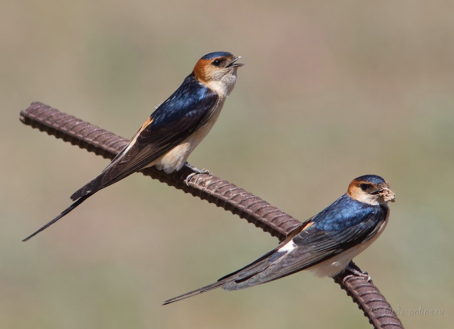 Ласточка рыжепоясничная (Hirundo daurica)
Hyrundo daurica rufula Temminck, 1835 
Keywords: Ласточка рыжепоясничная Hirundo daurica kz2010