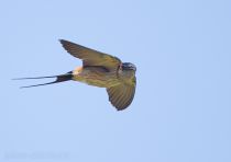 Ласточка рыжепоясничная Hirundo daurica primorye2016
Hirundo daurica japonica (Temminck & Schlegel, 1845
Filename=8Z2A2229.jpg
Filesize=110KB
Dimensions=900x636
Date added=Sep 19, 2016 8Z2A2229.jpg