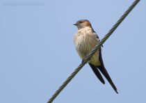 Ласточка рыжепоясничная Hirundo daurica primorye2016
Hirundo daurica japonica (Temminck & Schlegel, 1845
Filename=8Z2A2815.jpg
Filesize=114KB
Dimensions=900x637
Date added=Oct 29, 2016 8Z2A2815.jpg