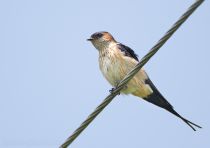 Ласточка рыжепоясничная Hirundo daurica primorye2016
Hirundo daurica japonica (Temminck & Schlegel, 1845
Filename=8Z2A2816.jpg
Filesize=121KB
Dimensions=900x637
Date added=Oct 29, 2016 8Z2A2816.jpg