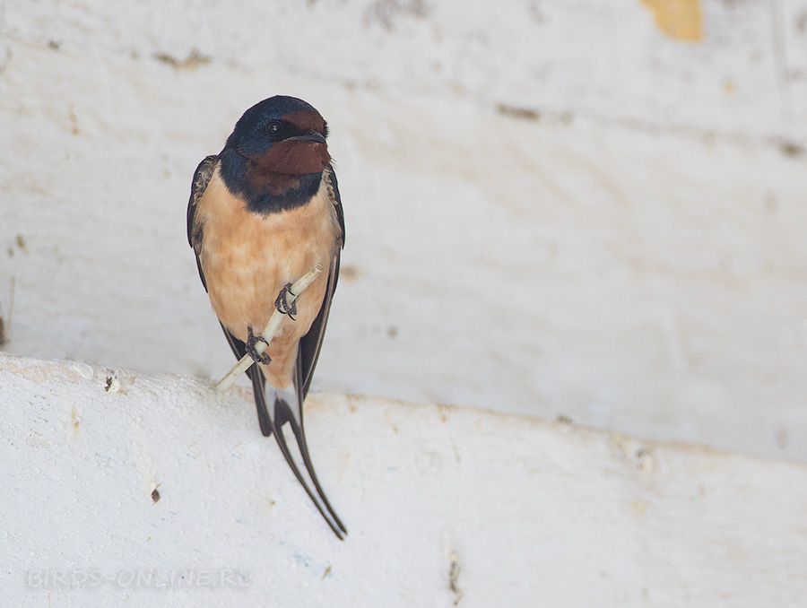 Ласточка деревенская (Hirundo rustica gutturalis)
Hirundo rustica gutturalus x tytleri
Keywords: Ласточка деревенская Hirundo rustica primorye2016