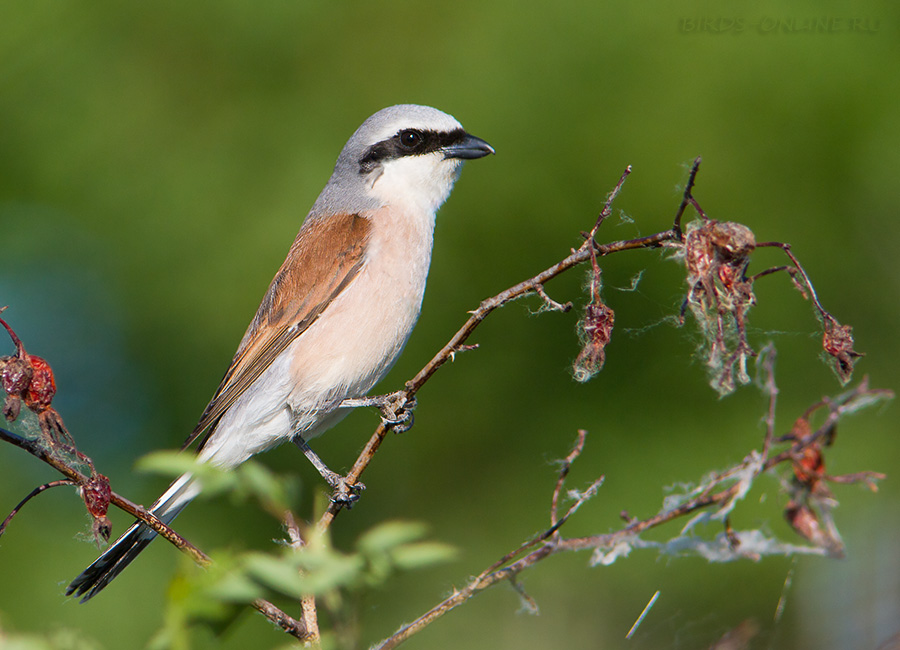 Жулан обыкновенный (Lanius collurio)
Keywords: Жулан Lanius collurio