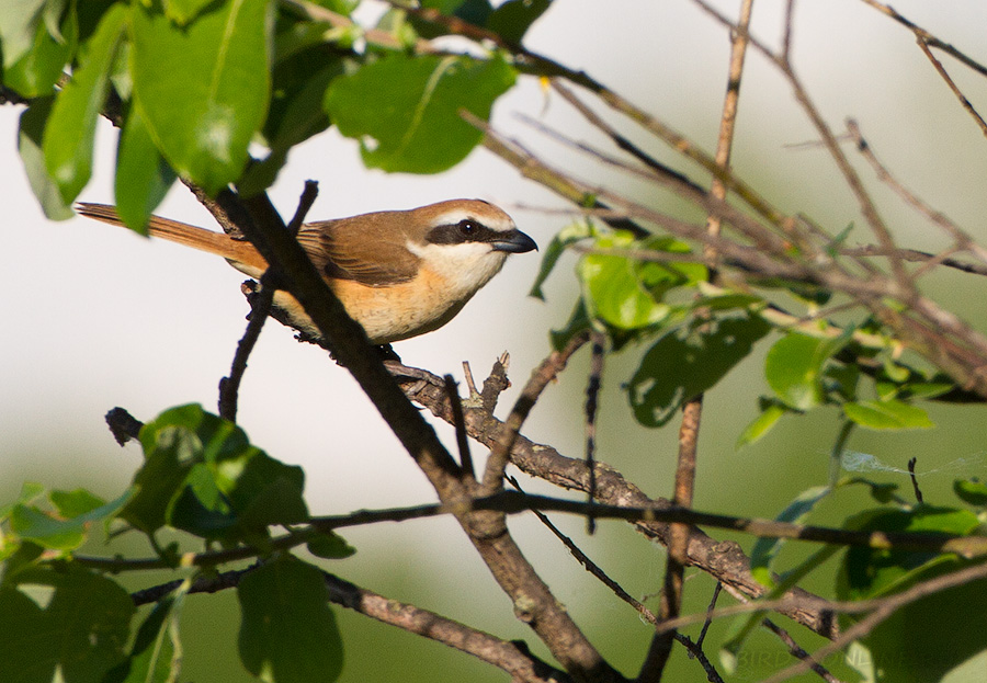 Жулан сибирский (Lanius cristatus)
Keywords: Жулан сибирский Lanius cristatus amur2015