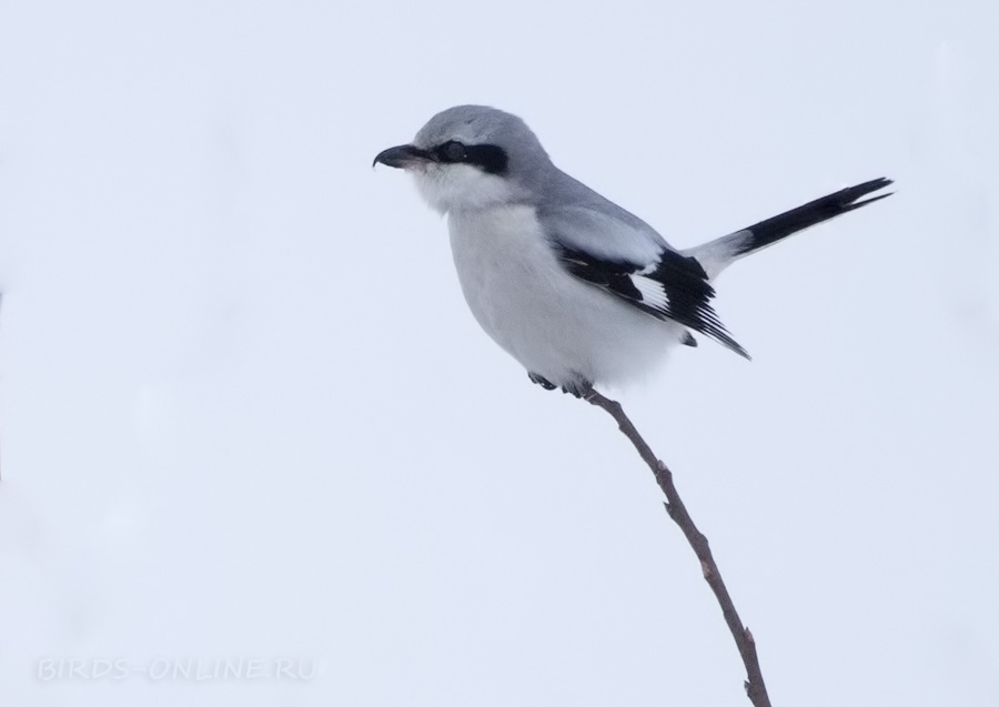 Сорокопут серый (Lanius excubitor)
Keywords: Сорокопут серый Lanius excubitor