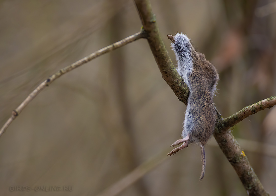 Сорокопут серый Lanius excubitor
 
 Click to view full size image