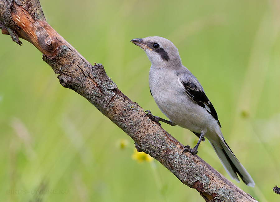 Сорокопут серый (Lanius excubitor)
Keywords: Сорокопут серый Lanius excubitor