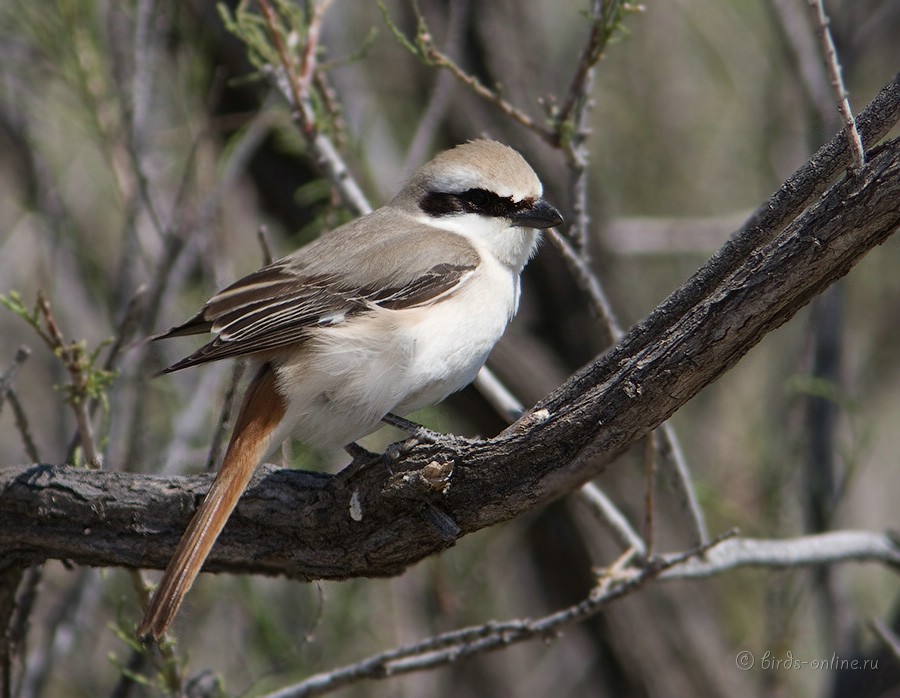 Жулан туркестанский (Lanius phoenicuroides)
самец
Keywords: Жулан туркестанский Lanius phoenicuroides kz2010