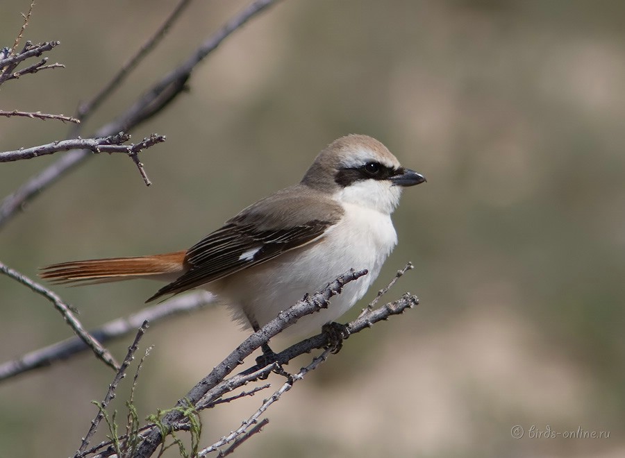 Жулан туркестанский (Lanius phoenicuroides)
самец
Keywords: Жулан туркестанский Lanius phoenicuroides kz2010