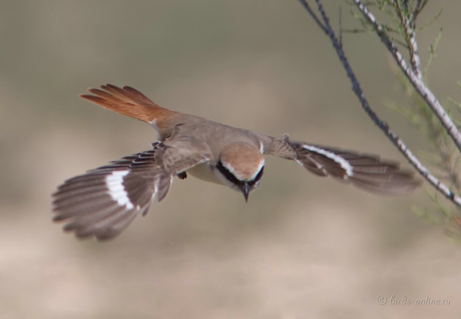 Жулан туркестанский (Lanius phoenicuroides)
самец
Keywords: Жулан туркестанский Lanius phoenicuroides kz2010