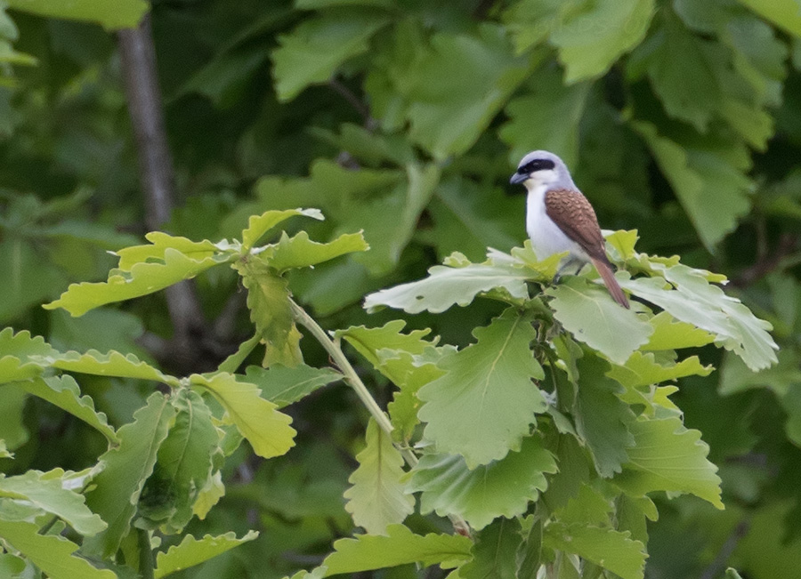 Тигровый сорокопут (Lanius tigrinus)
Keywords: Тигровый сорокопут Lanius tigrinus primorye2016