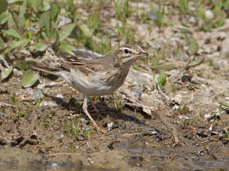 Конек полевой (Anthus campestris)
Anthus campestris griseus Nicoll, 1920
Keywords: Конек полевой Anthus campestris kz2010