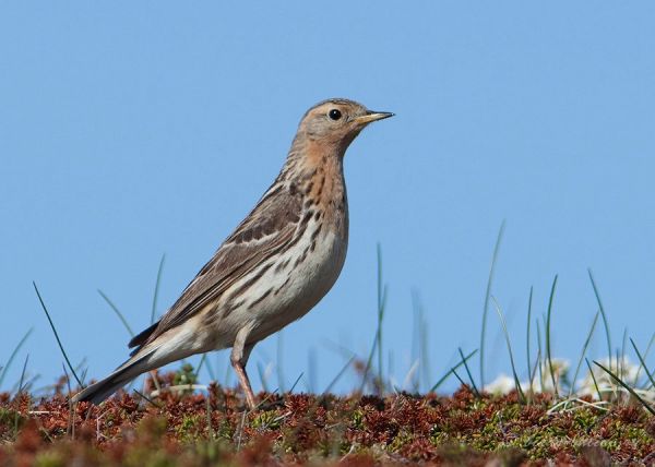 Конек краснозобый (Anthus cervinus)