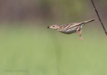 IMG_4460.jpg