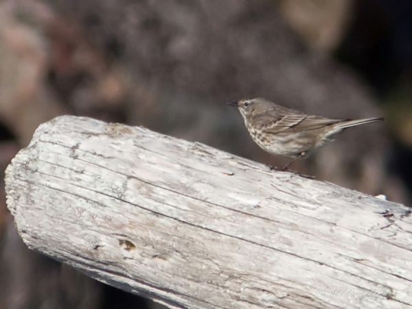 Конек скальный (Anthus petrosus)