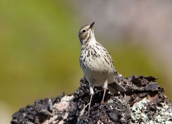 Конек луговой (Anthus pratensis)