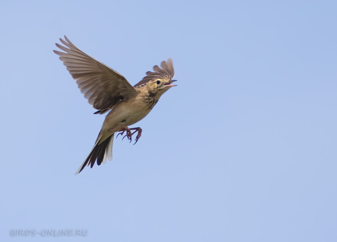 Степной конек (Anthus richardi)
Keywords: Степной конек Anthus richardi buryatia2021