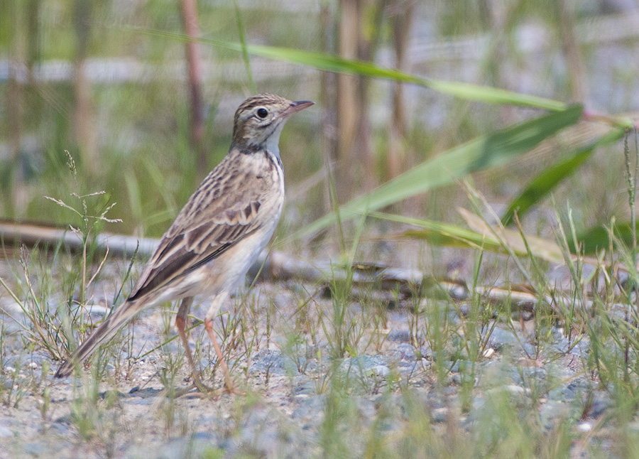 Степной конек (Anthus richardi)
Keywords: Степной конек Anthus richardi primorye2016