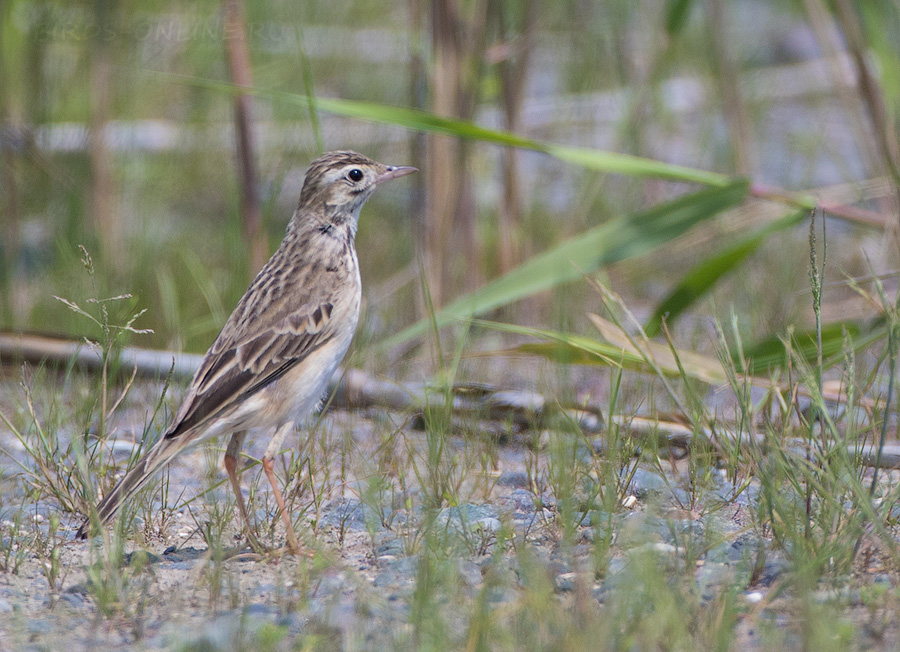 Степной конек (Anthus richardi)
Keywords: Степной конек Anthus richardi primorye2016