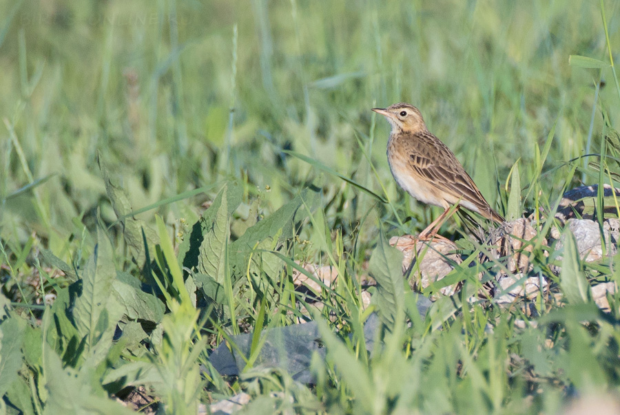 Степной конек (Anthus richardi)
Keywords: Степной конек Anthus richardi yakutia2018