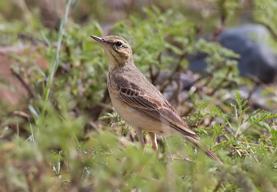 Конек полевой (Anthus campestris)
Keywords: Конек полевой Anthus campestris