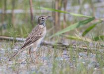 Степной конек Anthus richardi primorye2016
Filename=8Z2A2938.jpg
Filesize=277KB
Dimensions=900x646
Date added=Oct 29, 2016 8Z2A2938.jpg