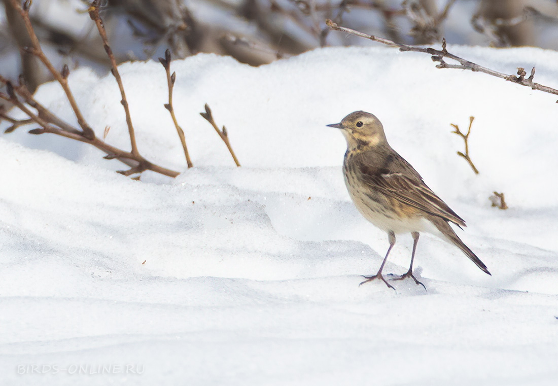 Гольцовый конёк Anthus rubescens japonicus chukotka2020
 
 Click to view full size image